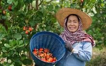 Trung Quốc vượt Mỹ, thành khách mua lớn nhất 1 sản phẩm Việt Nam: Lý do hàng Việt "độc bá" thị trường