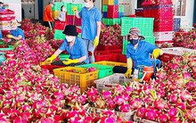 Nguyên nhân khiến thanh long Việt “đi lùi”?