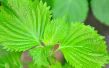 1 loại lá là “thuốc chữa bệnh” tự nhiên: Chợ Việt bán với giá rẻ, ở Nhật bán hơn 100 nghìn đồng/100g