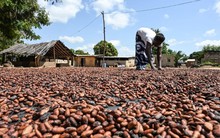 Hiện tượng 4 thập kỷ có 1: giá một mặt hàng tăng mạnh chưa từng thấy, đe dọa ngành công nghiệp 'ngọt ngào' của cả thế giới