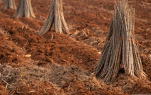 Bất chấp giá đắt đỏ, loại nông sản có đầy ngoài chợ Việt đang đổ bộ Malaysia, là “gà đẻ trứng vàng” giúp Việt Nam xuất khẩu đứng thứ 2 thế giới