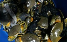 Giá cua biển ở Trà Vinh tăng do cung không đủ cầu