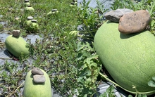 Kỳ lạ nông dân Trung Quốc cứ trồng dưa hấu là đặt cục đá lên trên, chuyên gia: Rất khôn ngoan!