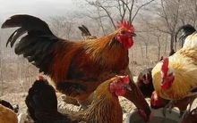 Trung Quốc huy động gấp gần 3 triệu con gà để tiêu diệt loài côn trùng gây thiệt hại 100 tỷ đồng mỗi năm