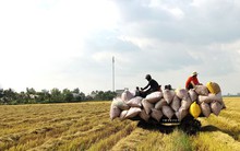 Qua cơn sốt, giá gạo Việt Nam vẫn cao
