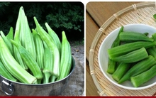 Tác dụng giúp đậu bắp được ví ‘nhân sâm xanh’