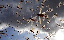 "Nhai sạch" cánh đồng trong vài phút, đây là loài vật khó tiêu diệt bậc nhất