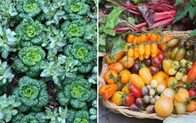 Ngắm vườn rau 100m2 đẹp đến mức khiến chủ nhân không nỡ thu hoạch