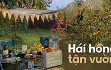 Mùa quả hồng đang vào độ chín, ngoài Mộc Châu còn có nơi chỉ cách Hà Nội 40km