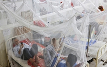 Hiểm họa sốt xuất huyết đang lan rộng trên thế giới