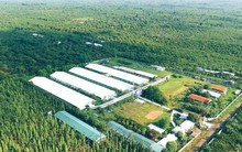 "Ai gây ô nhiễm, người đó phải trả tiền": Doanh nghiệp Việt và luật chơi "xanh hoá"