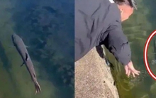 Định bắt cá lớn dưới sông thì bị cản, thanh niên nổi giận đáp trả liền bị chặn: ‘Tôi vừa cứu anh!’