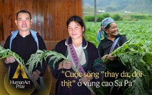 Về Sa Pa, nhìn người Mông đổi đời nhờ cây Atiso: “Chúng tôi xây được nhà, mua được xe, bữa cơm nào cũng có thịt”