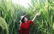 Giống lúa "lớn vượt đầu người" của Trung Quốc khiến thế giới khuấy đảo: Cao 2 mét, sản lượng "cực khủng" trên đất cằn nhưng vẫn lộ những điểm yếu khó lường