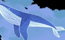 Vì sao cá voi xanh không bị ung thư?