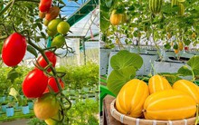 Cải tạo sân thượng thành vườn rộng 250m2, nhìn ngỡ như “Đà Lạt thu nhỏ”