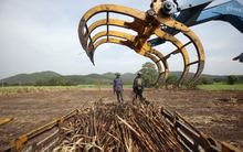 Nối gót Ấn Độ, một cường quốc nông sản khác bất ngờ kiểm soát xuất khẩu đường, là nhà cung cấp lớn thứ 2 thế giới
