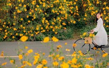 "Săn mây", ngắm hoa dã quỳ ngay giữa lòng Hà Nội với chi phí chưa đến 250.000 đồng