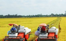 Vì sao xuất khẩu gạo cao kỷ lục, doanh nghiệp vẫn lãi ‘mỏng như lá lúa’?