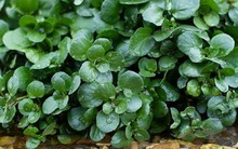 Vì sao cải xoong được CDC Mỹ công nhận là thực phẩm lành mạnh nhất thế giới?