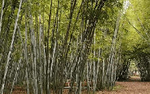 Phát hiện địa điểm cảnh như trong phim kiếm hiệp khiến du khách ngạc nhiên, cách Hà Nội 2 giờ chạy xe