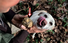 Đem 'cục đất' chó cưng đào được đi kiểm định, chủ nhân choáng váng khi biết giá trị thật