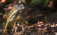 Độc lạ loài thú quý hiếm giữ kỷ lục thế giới ở Việt Nam: Vẻ ngoài giống hươu, kích cỡ chỉ bằng con thỏ