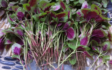 Loại rau là kho chứa sắt, rẻ gấp nhiều lần thịt bò, chăm ăn không lo thiếu máu