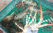 Xuất khẩu tôm hùm gặp khó do yêu cầu chính ngạch