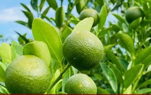 Thương lái chốt cọc sớm, thủ phủ quất cảnh miền Trung khấp khởi vụ Tết bội thu