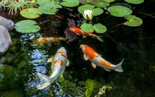 Cá Koi trở thành mối quan tâm mới trong quan hệ Nhật Bản - Trung Quốc