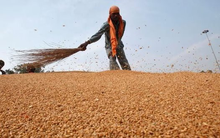 Việt Nam vừa nhập một loại "hạt châu báu" cả thế giới đang thèm khát từ Nga: Giá rẻ cực hấp dẫn, nước ta nhập trăm nghìn tấn mỗi tháng