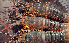 Vì sao hiện nay tôm hùm bông khó xuất khẩu sang Trung Quốc?