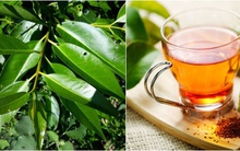 Loại lá quen thuộc của người Việt, giúp hỗ trợ điều trị tiểu đường, giảm mỡ máu mà bạn chưa biết