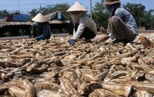 'Cây tỷ đô' của Việt Nam bất ngờ được Nhật Bản mạnh tay thu mua hàng nghìn tấn, xuất khẩu tăng nóng hơn 500% trong 10 tháng đầu năm