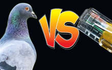 Internet ở nông thôn Mỹ còn chậm hơn cả đưa thư bằng chim bồ câu