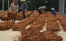 Việt Nam sở hữu 'báu vật' nông sản cực hiếm trên thế giới: Xuất khẩu 35% thị phần toàn cầu, thu về trăm triệu USD trong 10 tháng đầu năm