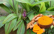 Một loại củ được coi là “khắc tinh” chống ung thư tự nhiên, hỗ trợ điều trị tiểu đường, tim mạch hiệu quả