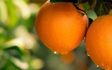 Xuất hiện loại quả 'ăn trứng, uống mật' đắt đỏ nhất Việt Nam, giá hơn 2 triệu đồng/kg có gì đặc biệt?