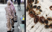 Rệp hút máu lan rộng và "càn quét" khắp châu Á: Xuất hiện khắp nơi gây ám ảnh, thuốc diệt bán nhiều gấp 172 lần vẫn không đủ