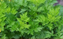 Tại sao lá ngải cứu được gọi là vua của các loại thảo mộc?