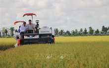 Giá lúa Thu Đông cao kỷ lục