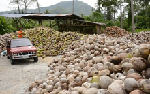 Được công nhận chất lượng nhất thế giới, một loại 'quả vàng quả bạc’ của Việt Nam đang được Mỹ, Trung Quốc xếp hàng săn đón, chuẩn bị gia nhập câu lạc bộ tỷ USD