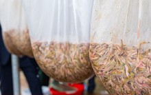 Kiếm hơn 200 triệu đồng chỉ sau một ngày vớt 'lộc trời'