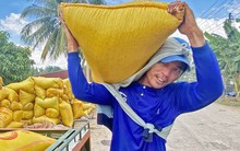 Giá lúa cao kỷ lục