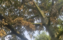 Nhiều vườn sầu riêng ở Tiền Giang tỉ lệ ra trái thấp do thời tiết cực đoan