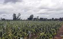 Giá thanh long Tiền Giang cao kỷ lục, xảy ra tình trạng trộm đột nhập vườn cây