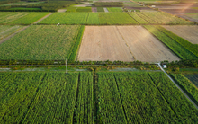 Đại gia Việt thâu tóm công ty từ tay người Pháp, sau 13 năm biến thành doanh nghiệp TỶ USD nhờ trồng gần 68.000 ha chỉ một thứ cây 'rẻ bèo'