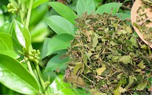 1 loại lá lạ được cho là có thể hạ đường huyết, mỡ máu cực hiệu quả: Đắt ngang ngửa thịt heo loại ngon