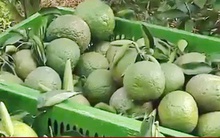 Cam sành đạt chuẩn nhưng giá chỉ… 2.000 đồng/kg